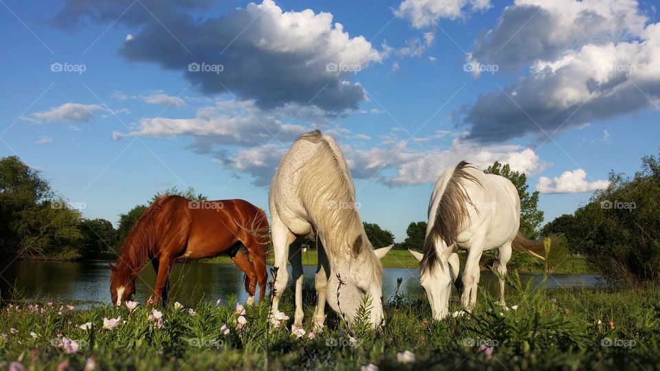 Horses grazing in a field of wildflowers beside a pond in beautiful Caddo Mills Texas USA local treasures where East Texas begins :)
