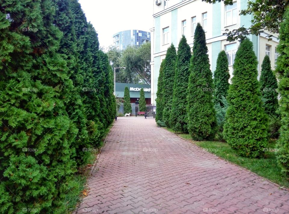 Garden, Tree, No Person, Park, Flora