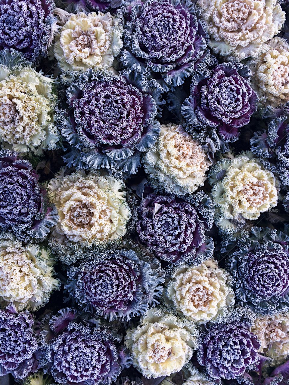 High angle view of frozen flowers