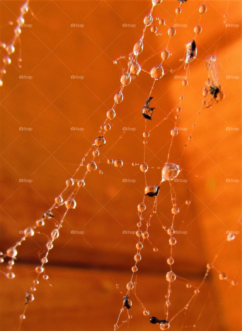 cobweb in the rain