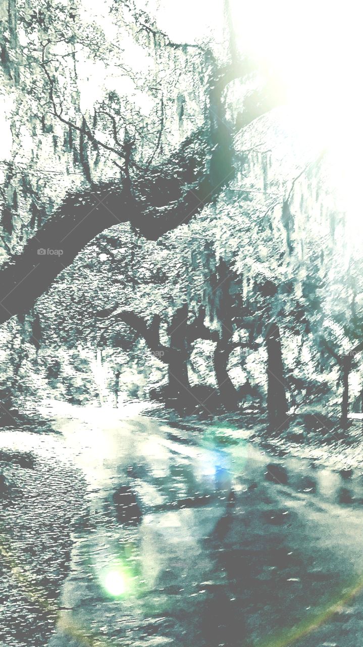 memories of summer oak tree lined road  after a summer rain beautiful memory