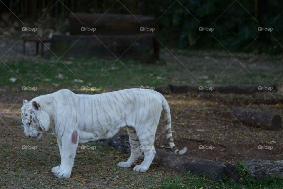 White Bengal Tiger 
