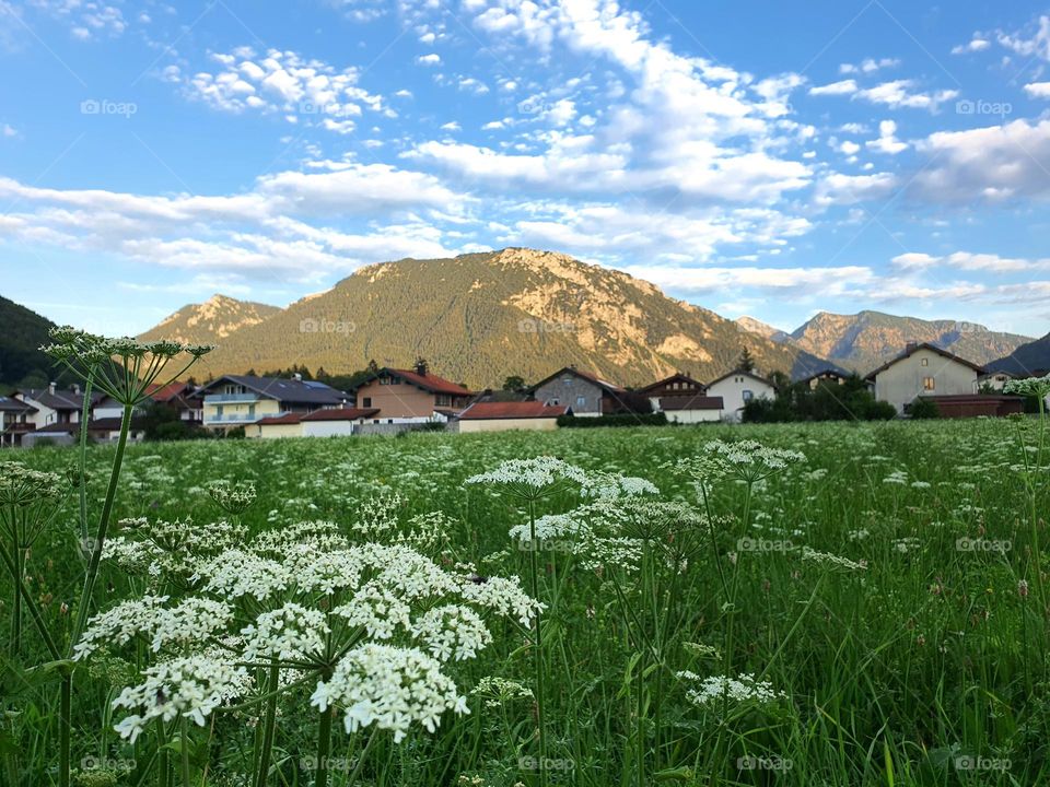 White flowers standing out in a field of green grass