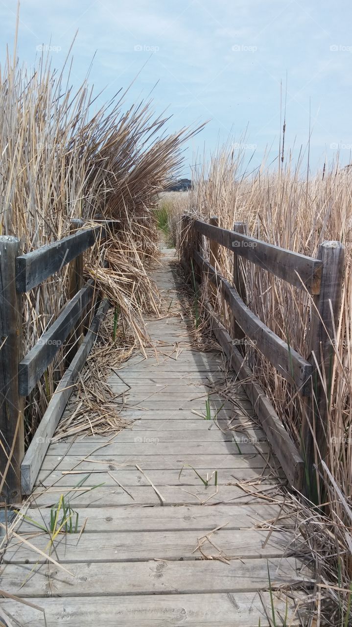 Empty boardwalk
