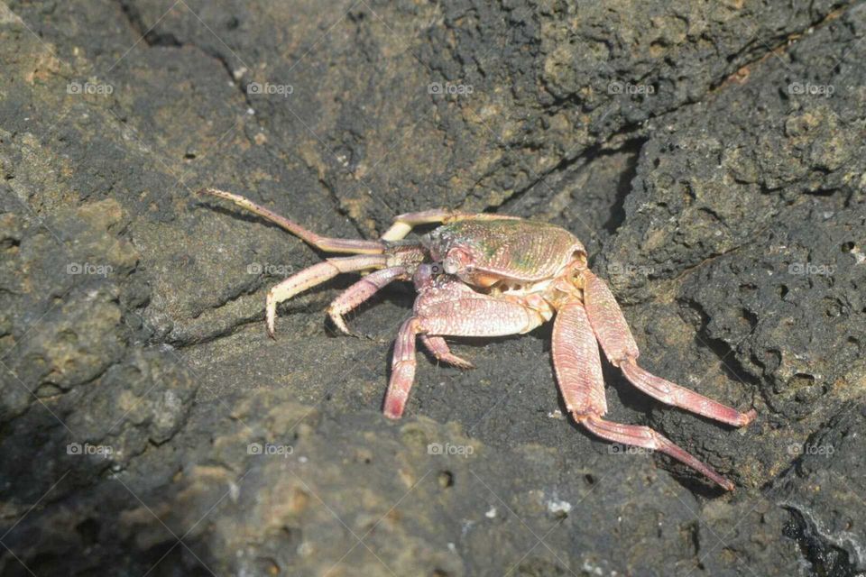 Invertebrate, Nature, No Person, Beach, Crab