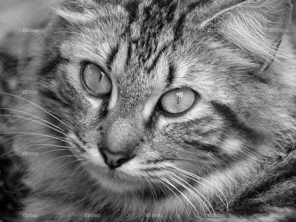Portrait of a Cat in Black and White