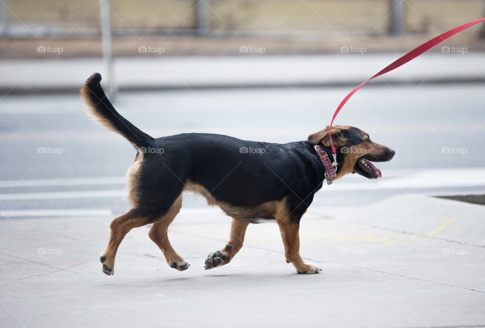 A dog getting walked by owner not in shot, dog on a red leash