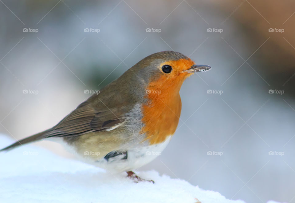 Robin in snow, cold times!
