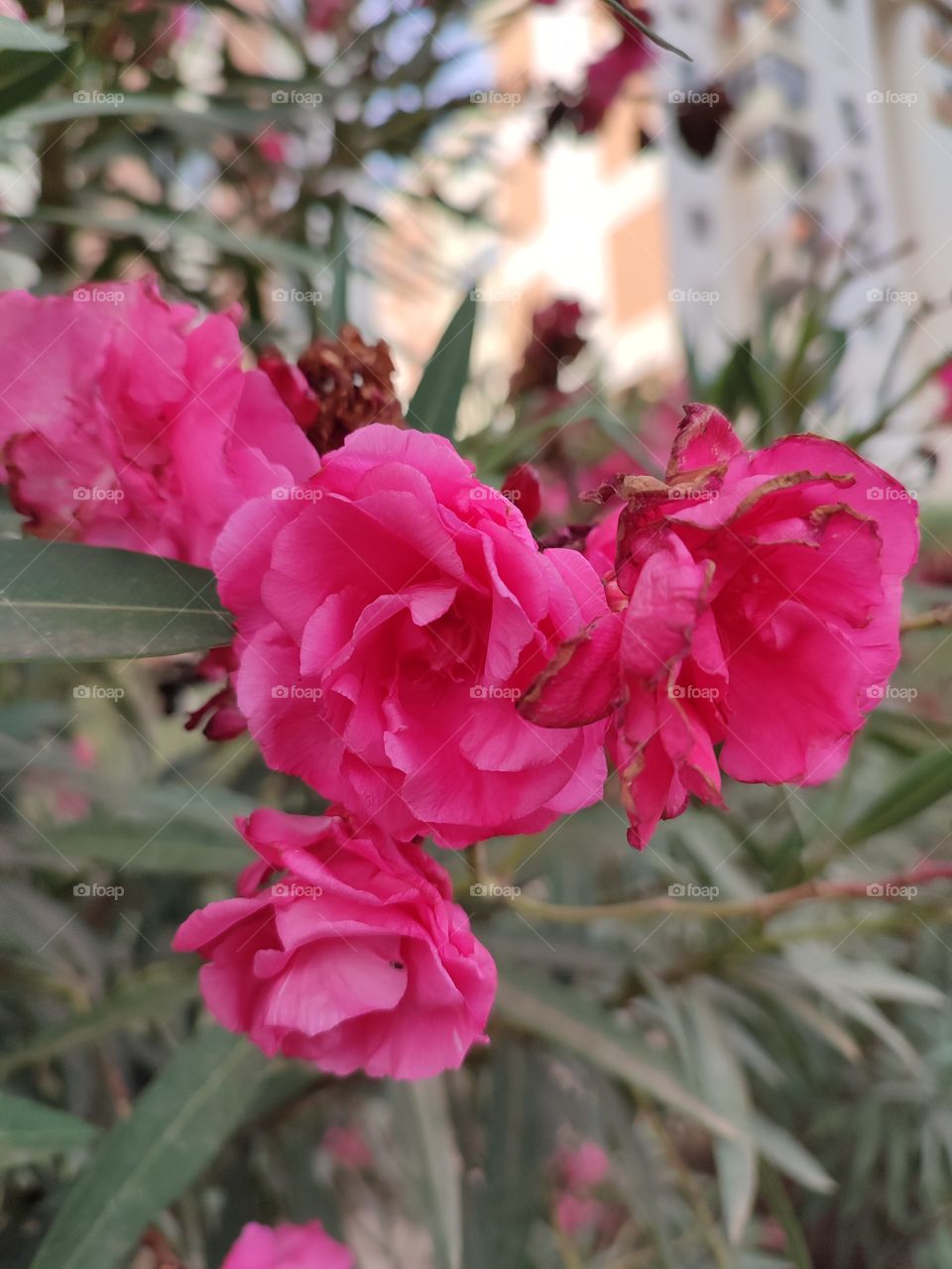 pink flowers