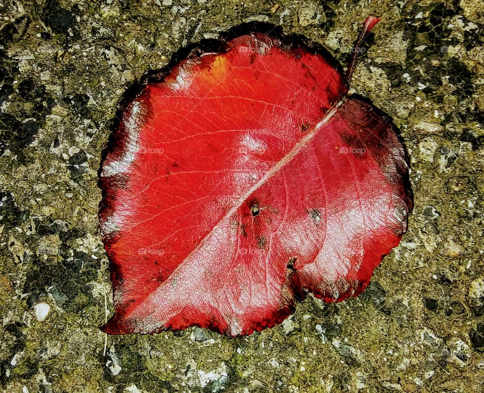 Directly above view of red autumn leaf on rock