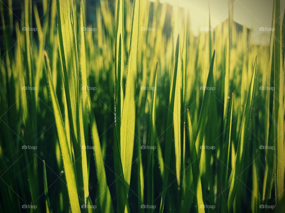 Grass sunlight
