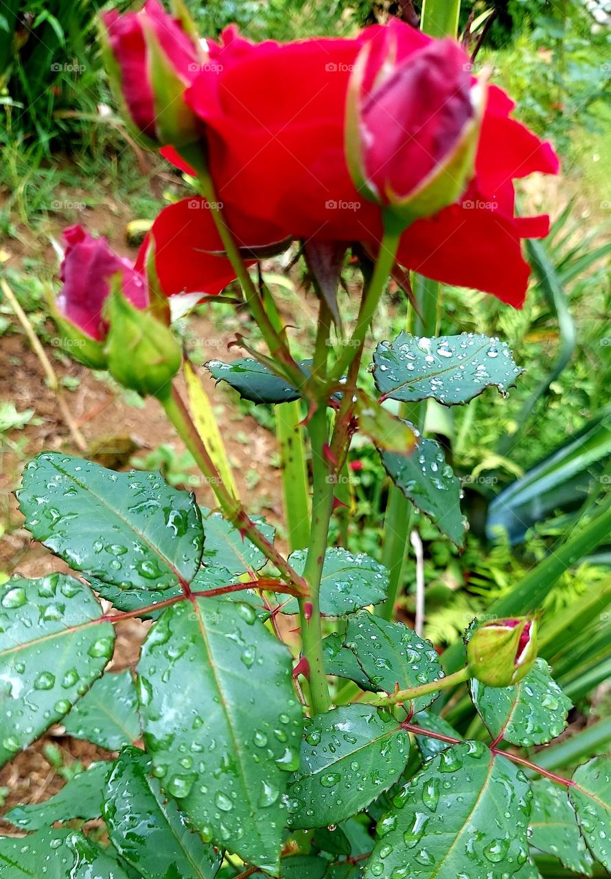 Rosa vermelha linda, orvalhadas ..