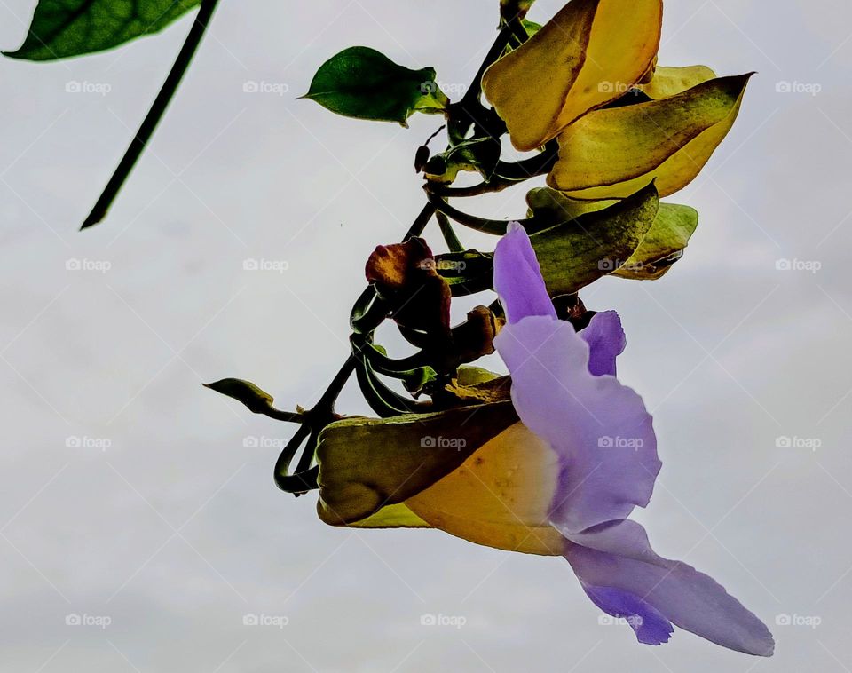 A beautiful clockvine flower.Close view of a beautiful purple laurel clockvine with clouded sky background.Thunbergia-laurifolia or blue trumpet vine photo.