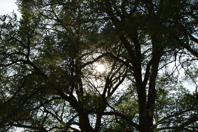 Sun and Leaves. Cedar, MI