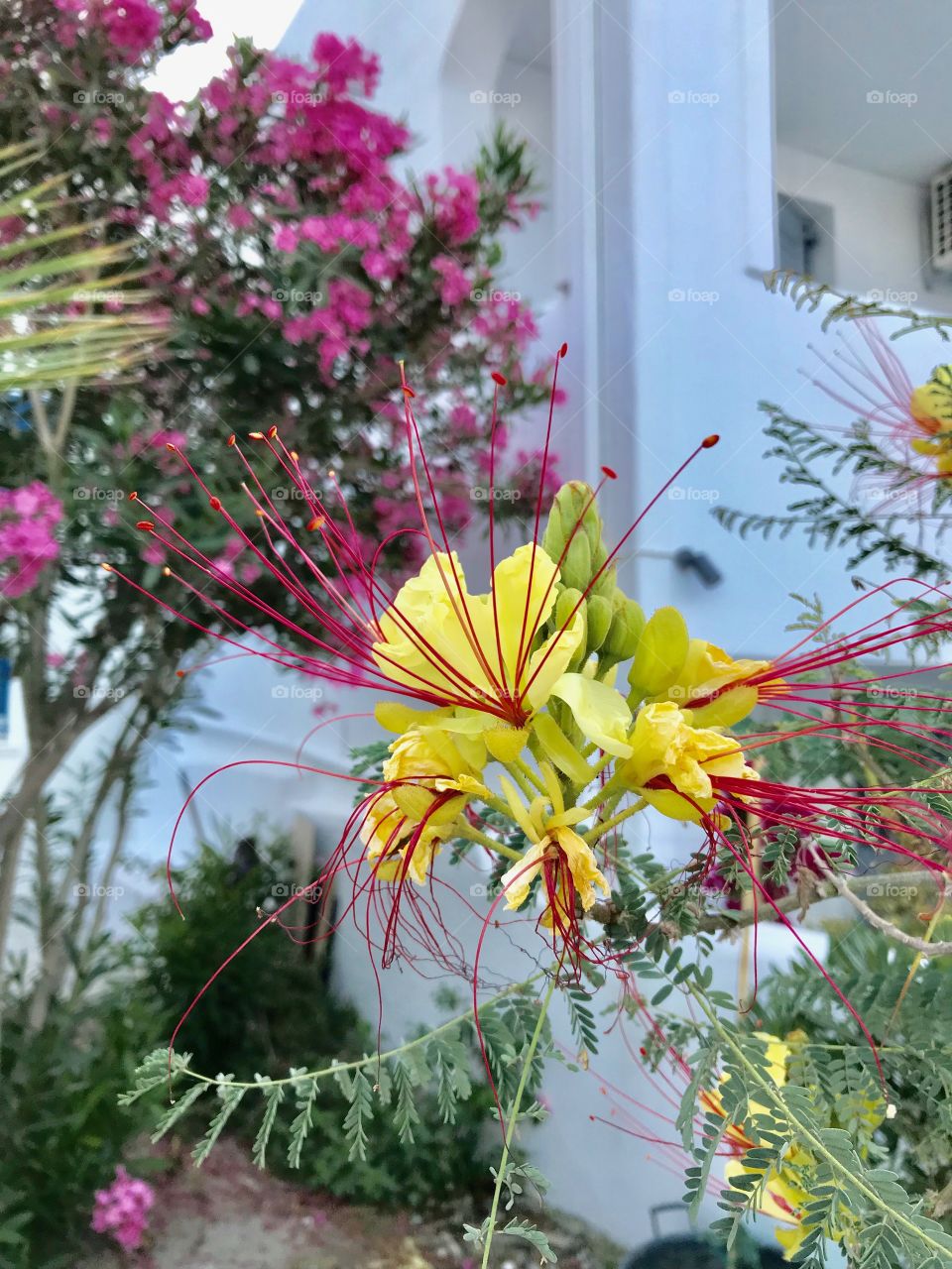 Flowers of Santorini 