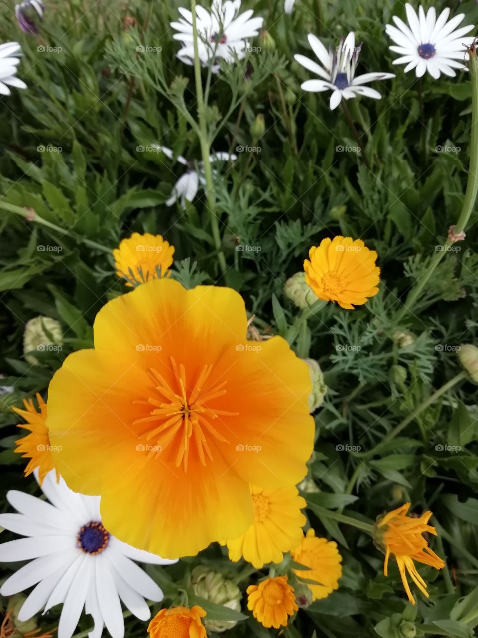 You go crazy when you look at these flowers # sometimes words are not enough to describe them.. Beautifully awesome