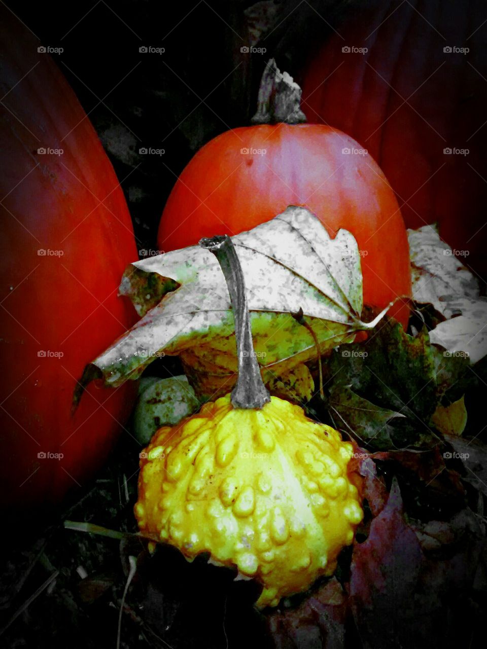 Autumn Pumpkin trio