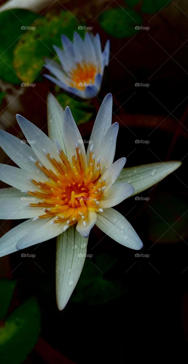 naturelove, beautiful, flowers