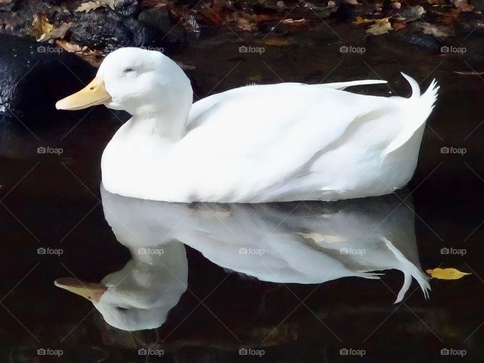 Floating on reflections 