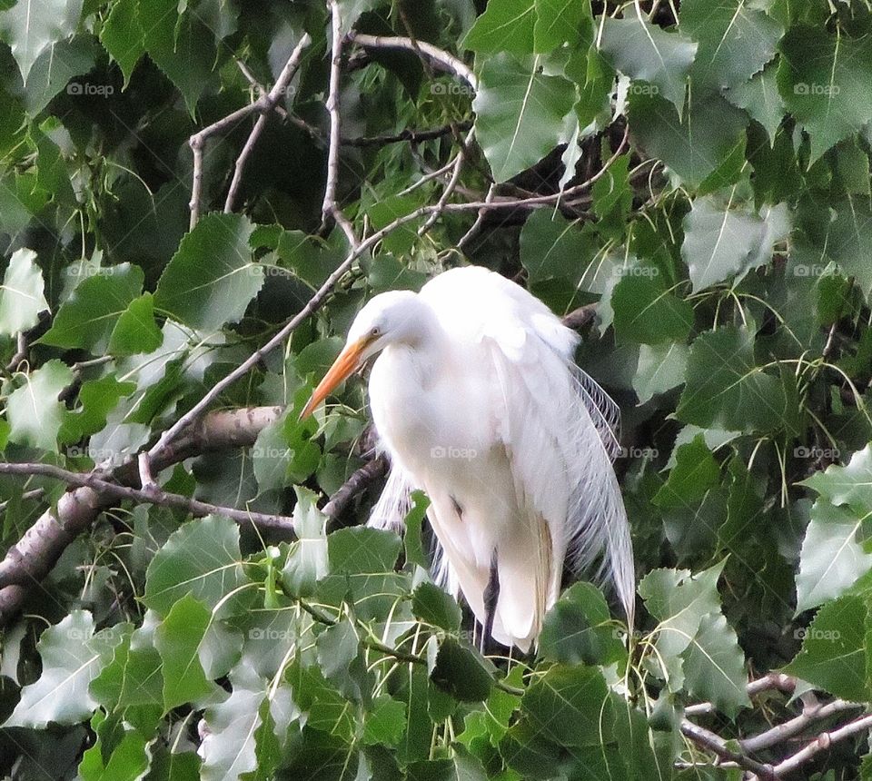 Egret Boucherville Québec 