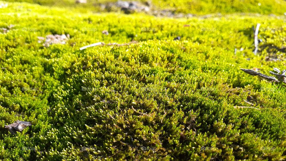 Woodland Moss