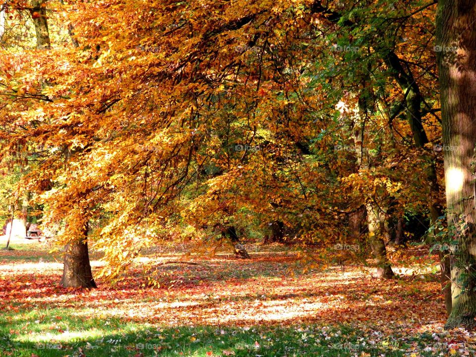 Bois de Boulogne, Lille, Northern France