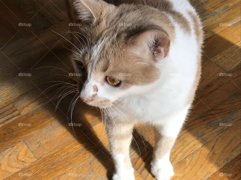 White and yellow cat standing on a wooden floor 