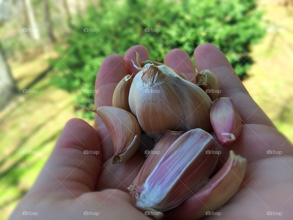 Holding garlic