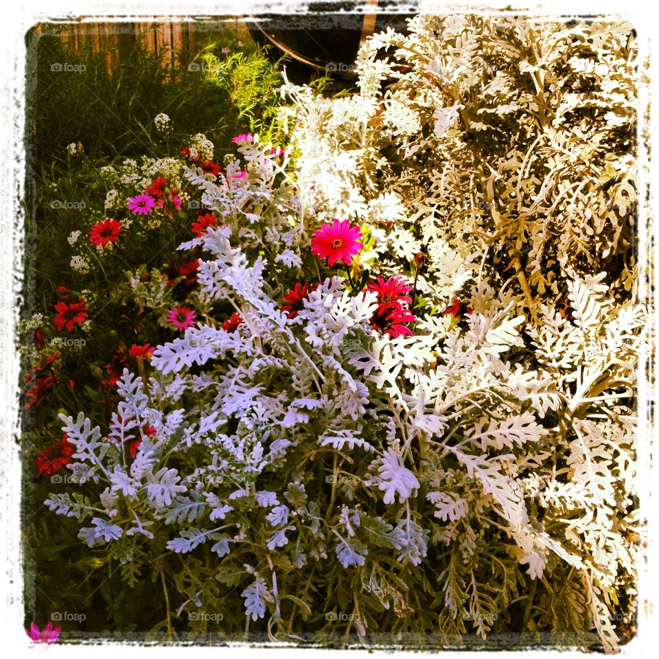 Dusty Miller, African Daisy and Rosemary