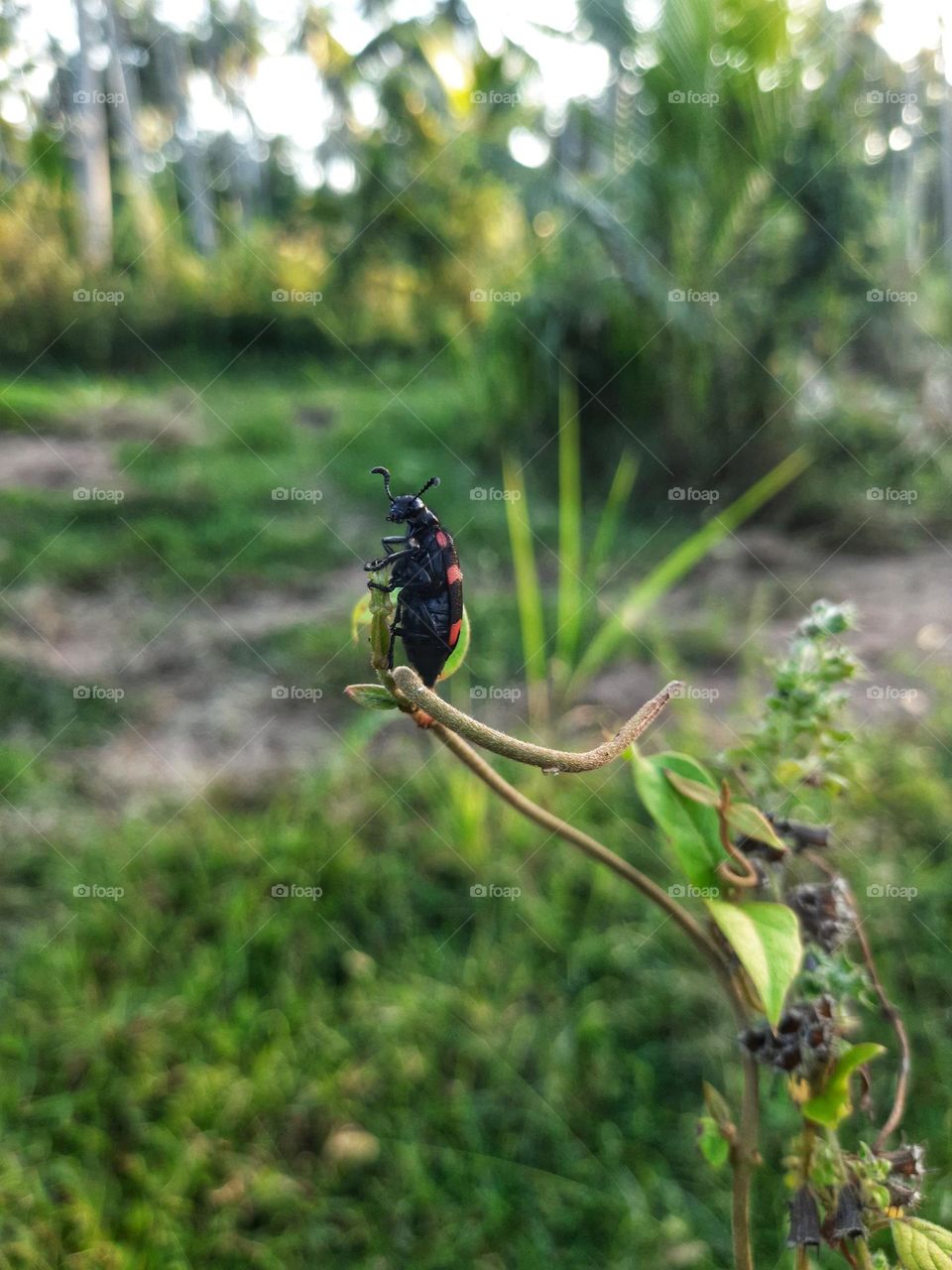 A red and black beetle seen in an evening in Sri Lanka