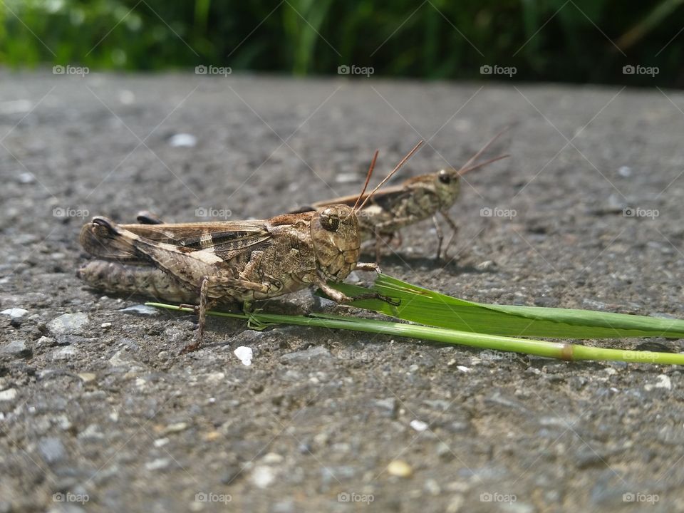 Grasshopper of a couple that is similar to car