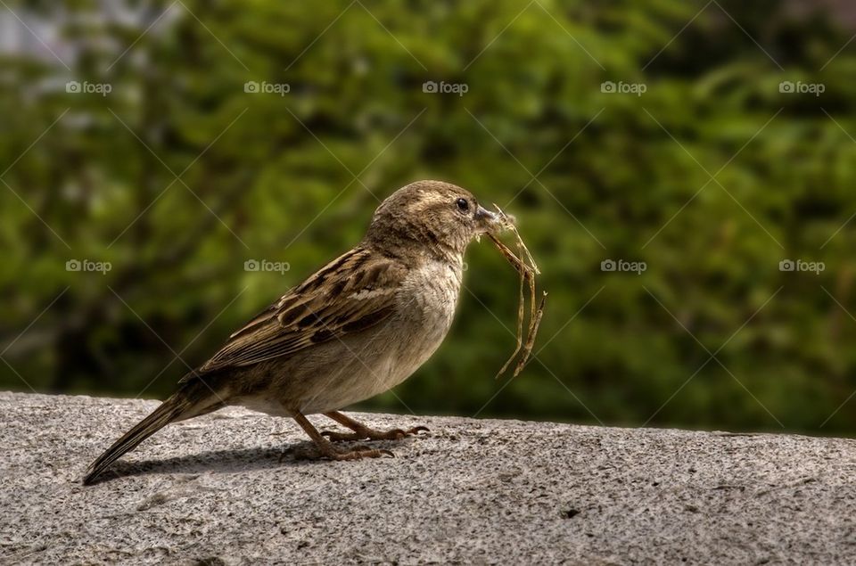 HOME SPARROW