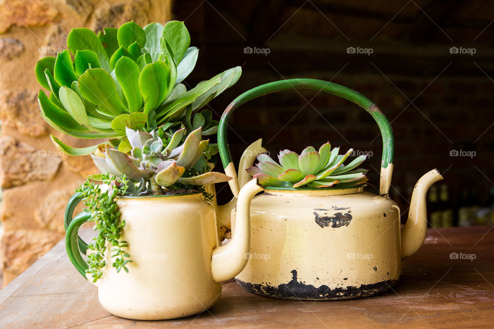 Succulents planted in old kitchen coffee and tea pots