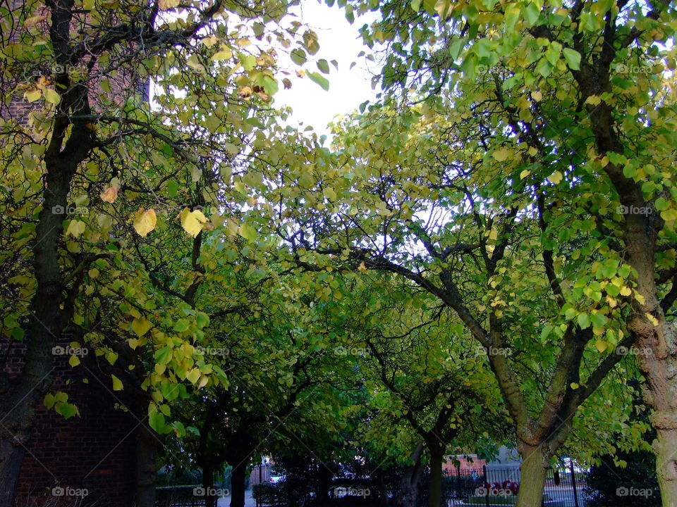 Green and yellow trees