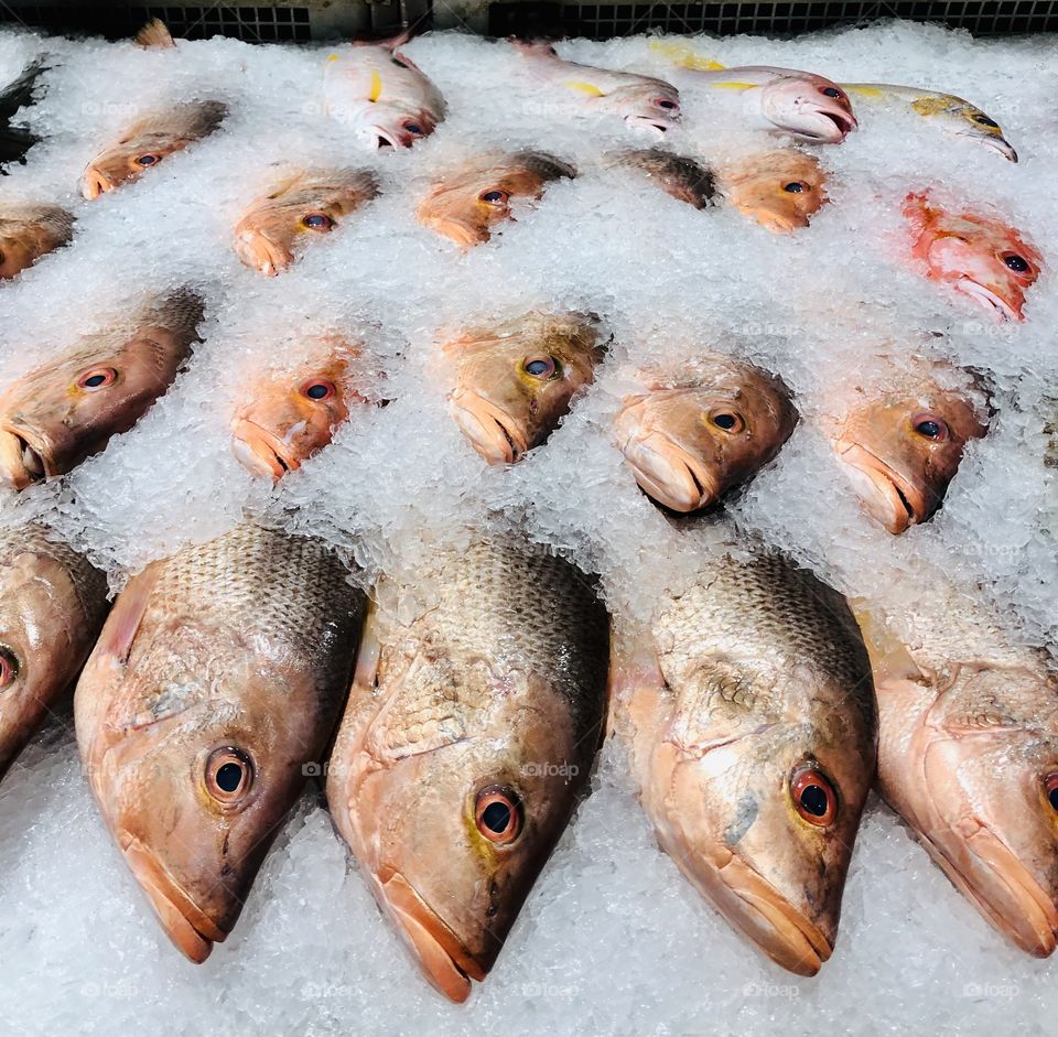 Fresh fish market 
