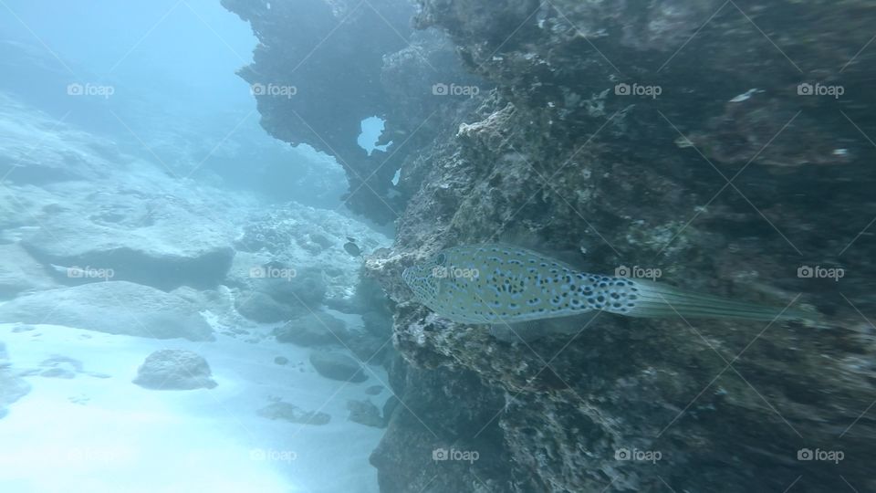 Underwater Hawaiian Fish