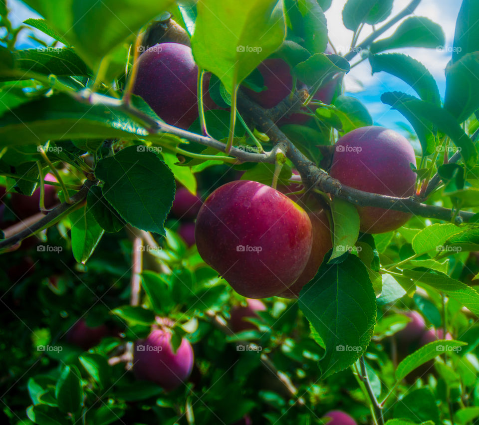 apple picking