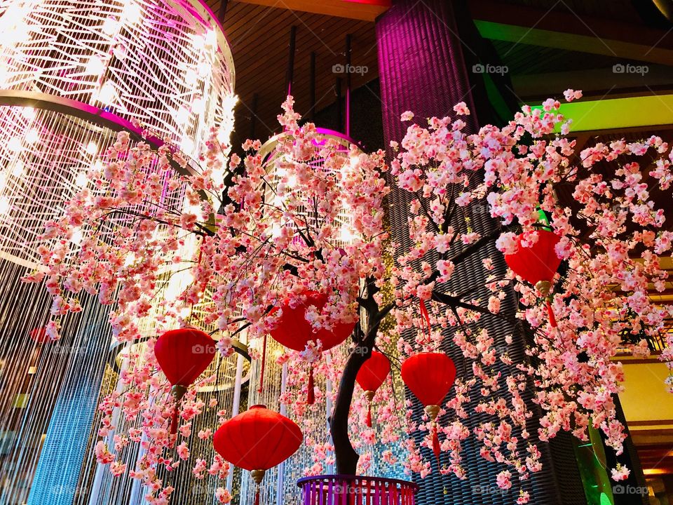 Cherry blossoms & lanterns