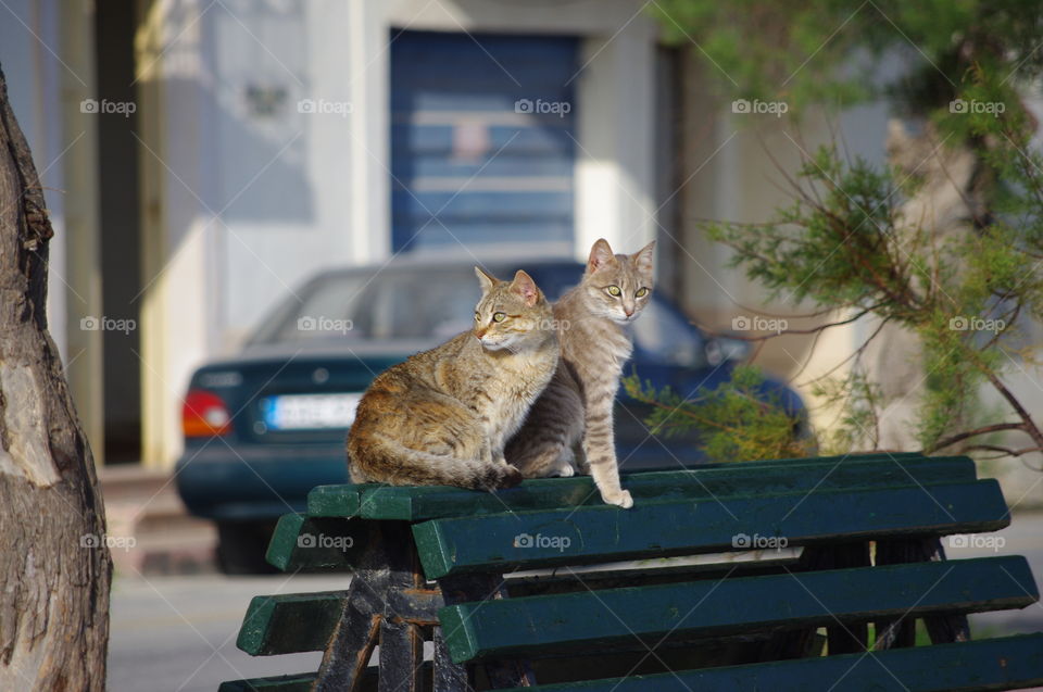 Two cats keeping each other company