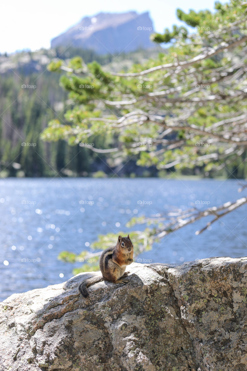 Golden-Mantled Ground Squirrel sitting on a boulder, with Bear Lake and Hallett Peak as background. Rocky Mountain National Park, Colorado, USA. Wildlife, Ecology