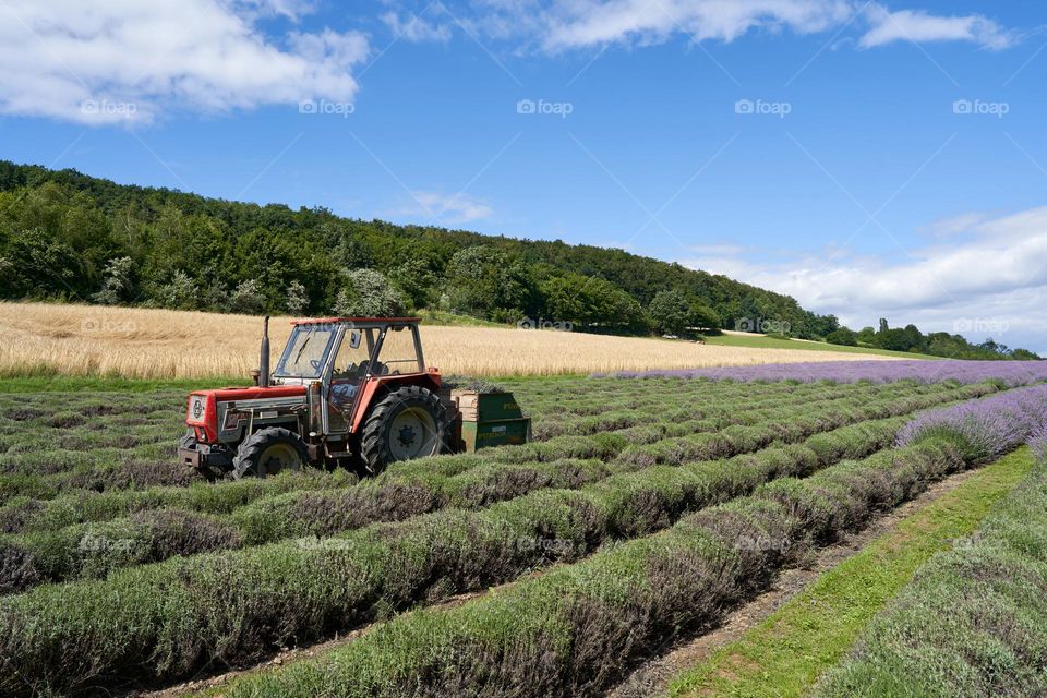 Lavender field harvest 