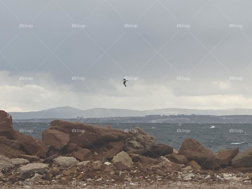 I catch this lovely bird while photography!❤️