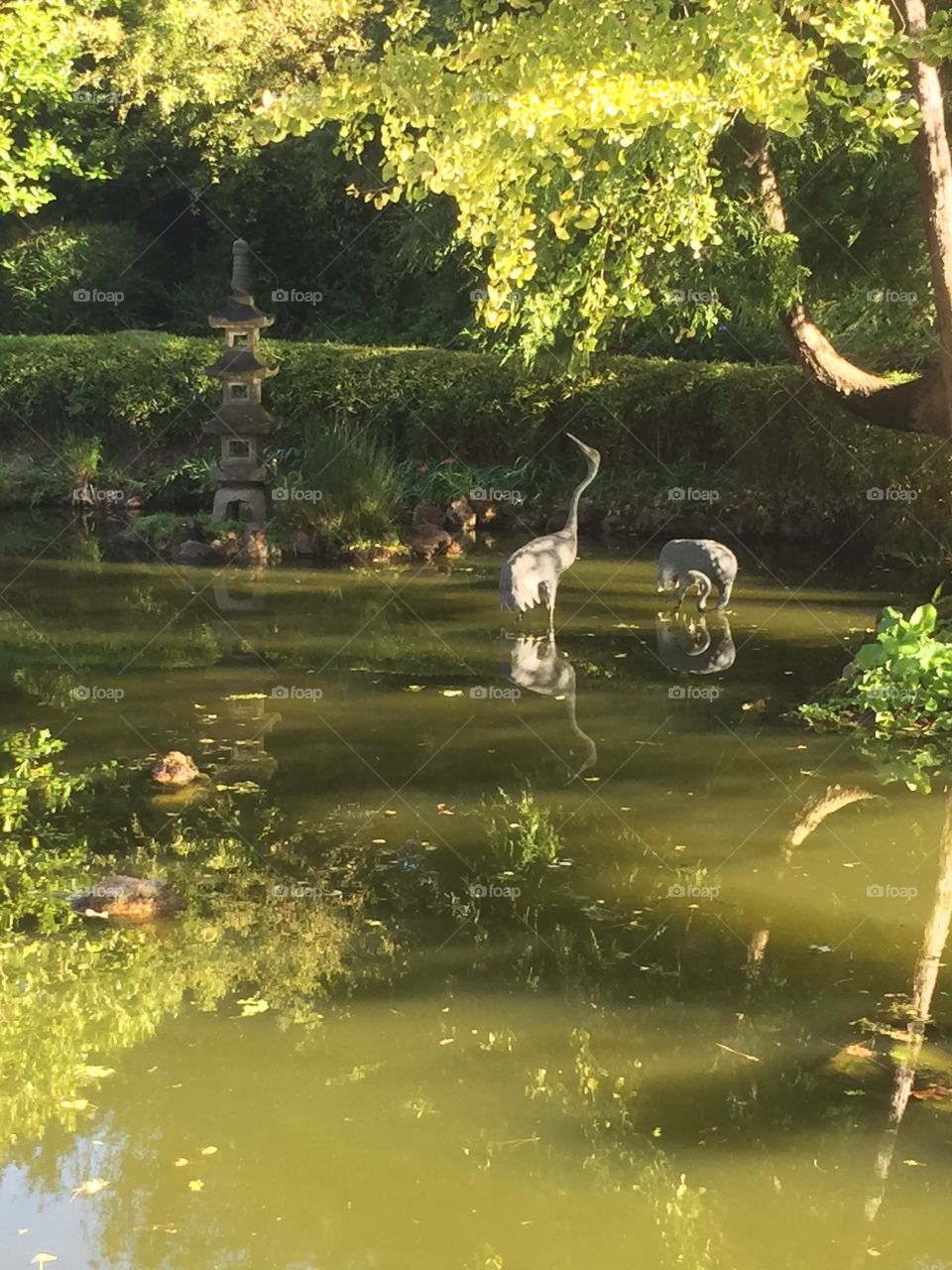Two egrets preening their feathers in this Asian influenced Zen garrden