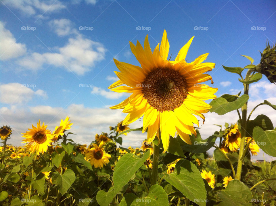 sky flowers yellow sun by schnitzy
