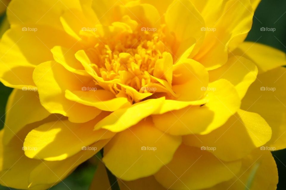 Beautiful yellow flower with tiny any