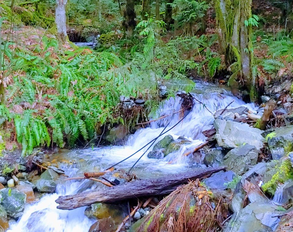 waterfall in a rainforest