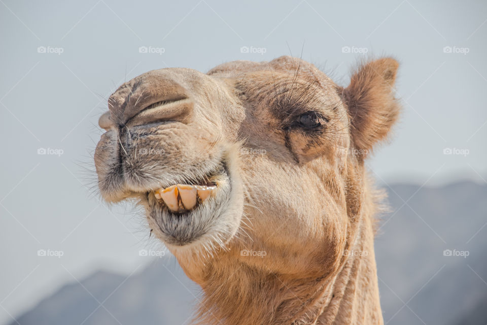 Camel close up