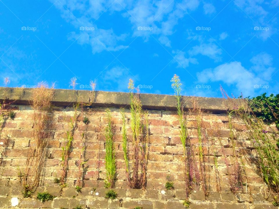 Weeds reaching for the sky