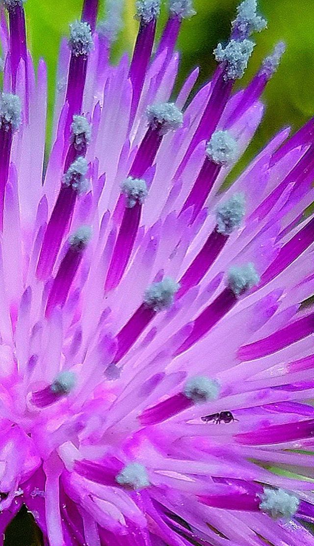 Nature's wonder