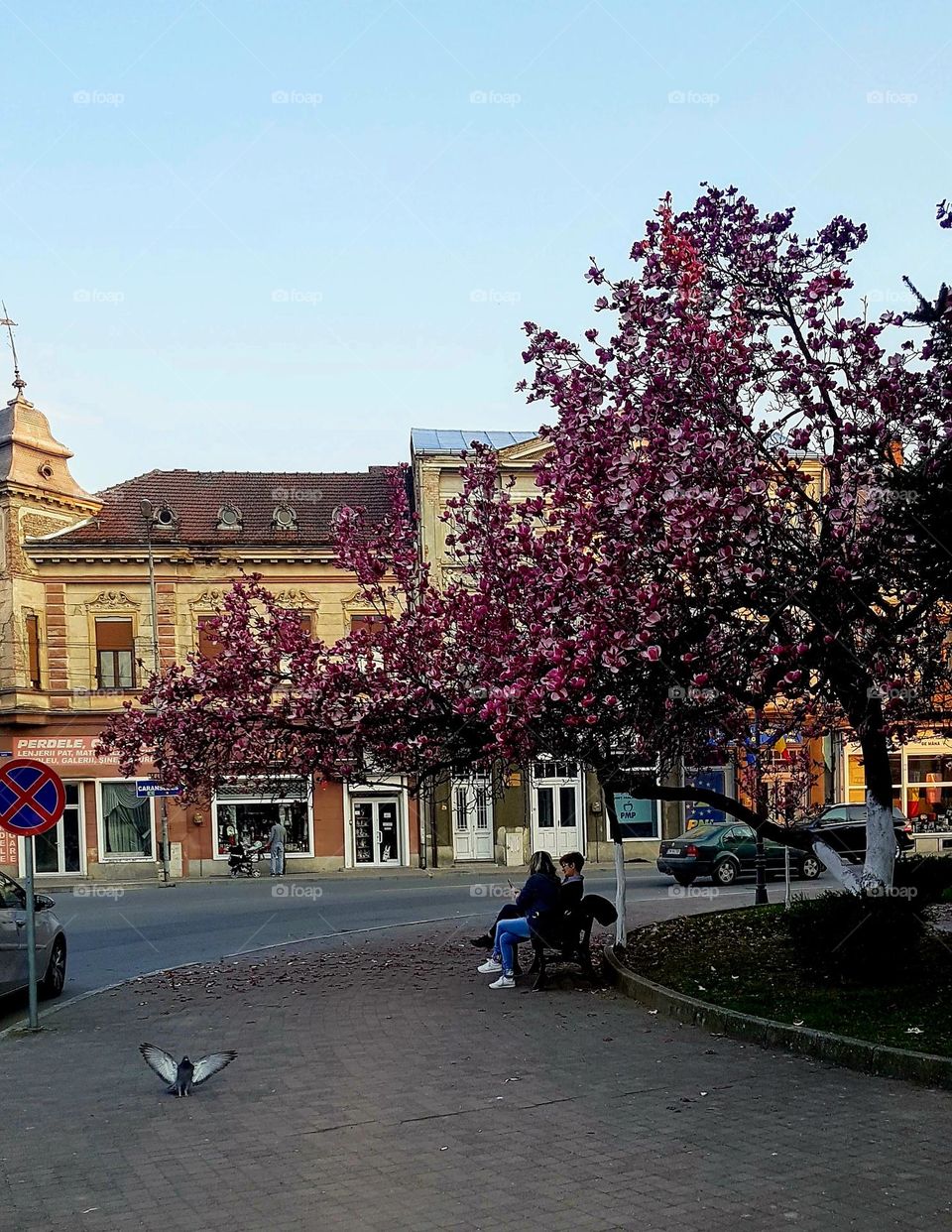 flowering tree